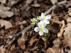 Isopyrum thalictroides