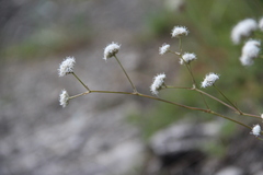 Gypsophila glomerata