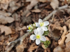 Isopyrum thalictroides