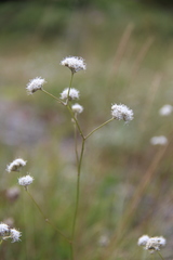 Gypsophila glomerata
