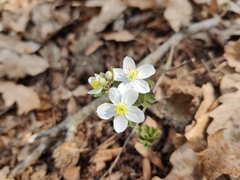 Isopyrum thalictroides