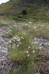 Gypsophila glomerata