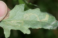 Stigmella ogygia