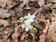 Isopyrum thalictroides