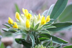 Anthyllis vulneraria carpatica