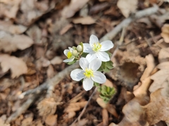 Isopyrum thalictroides