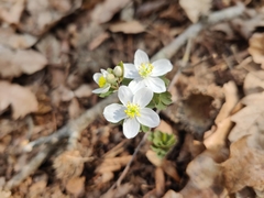 Isopyrum thalictroides
