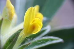 Anthyllis vulneraria carpatica