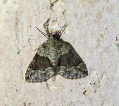 Polyclysta hypogrammata