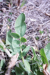 Anthyllis vulneraria carpatica