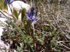 Polygala calcarea