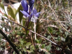 Polygala calcarea