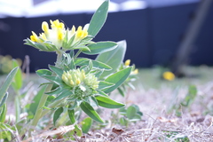 Anthyllis vulneraria carpatica