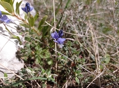 Polygala calcarea