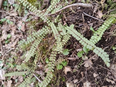 Asplenium trichomanes