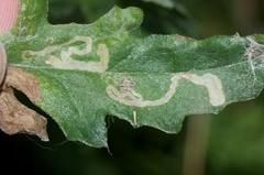 Stigmella ogygia