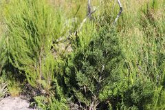 Widdringtonia nodiflora