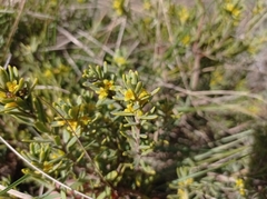 Thymelaea tinctoria