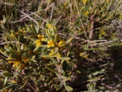 Thymelaea tinctoria