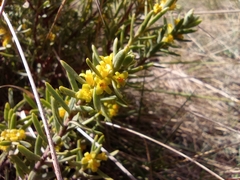 Thymelaea tinctoria