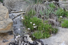 Gypsophila tenuifolia