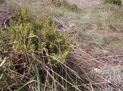 Thymelaea tinctoria