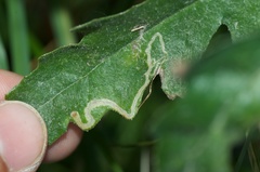Stigmella ogygia