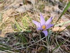 Crocus