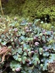 Marchantia paleacea