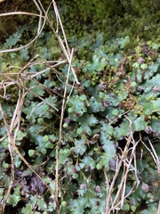 Marchantia paleacea