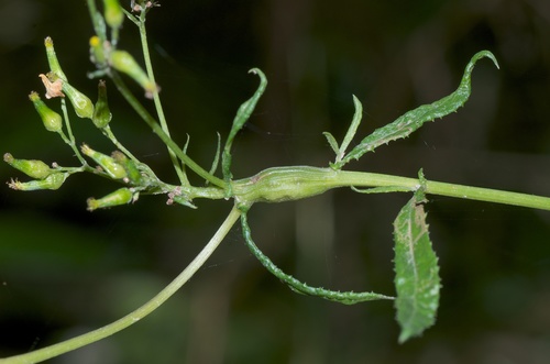 Senecio Gall Fly photo 4