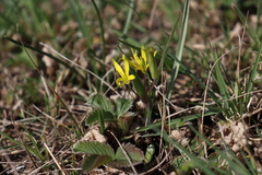 Gagea pusilla