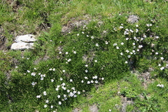 Gypsophila tenuifolia