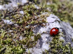 Coccinella septempunctata