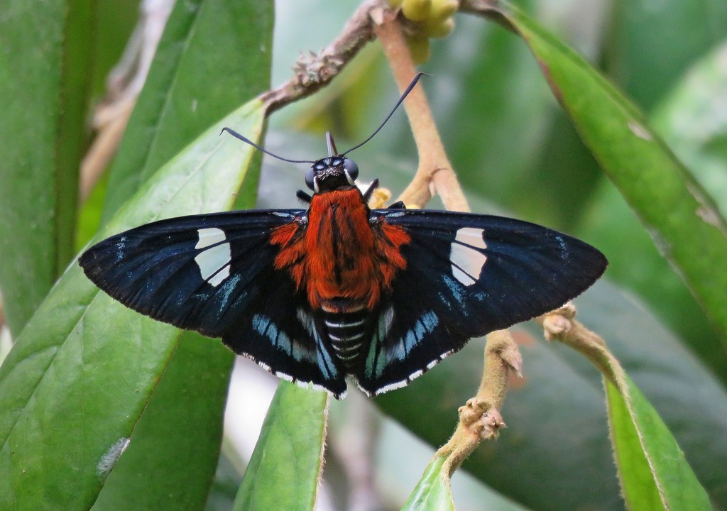 Tarsoctenus praecia