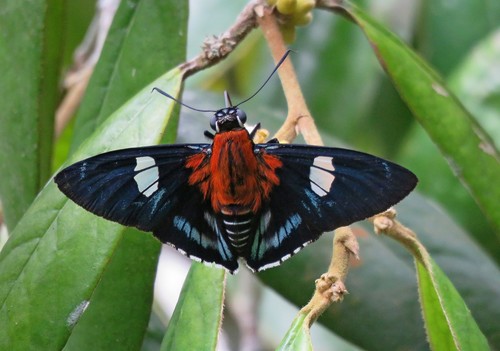 Tarsoctenus praecia