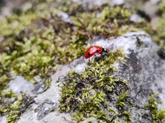 Coccinella septempunctata