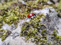 Coccinella septempunctata