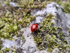 Coccinella septempunctata