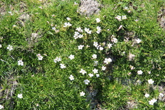 Gypsophila tenuifolia