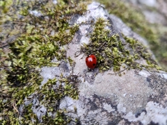 Coccinella septempunctata