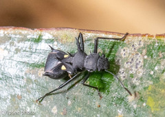 Pentamyrmex spinosus