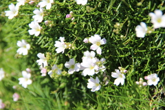 Gypsophila tenuifolia