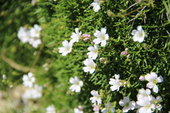 Gypsophila tenuifolia