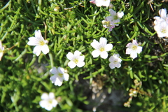 Gypsophila tenuifolia