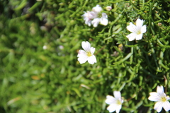 Gypsophila tenuifolia