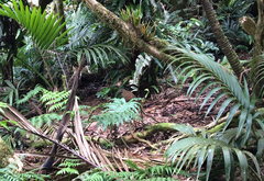 Gallirallus sylvestris