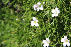 Gypsophila tenuifolia