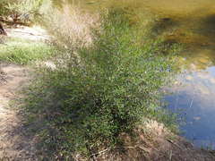 Dodonaea viscosa cuneata