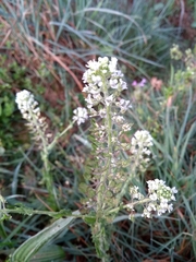 Lepidium heterophyllum